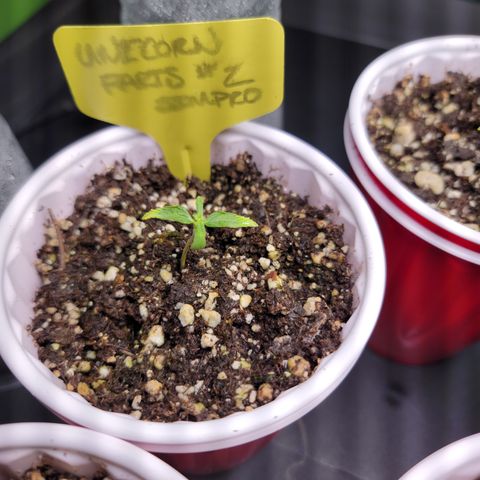 Unicorn Farts 2 '22 DOC growlog timeline photo