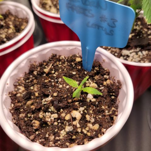 Unicorn Farts 3 '22 DOC growlog timeline photo