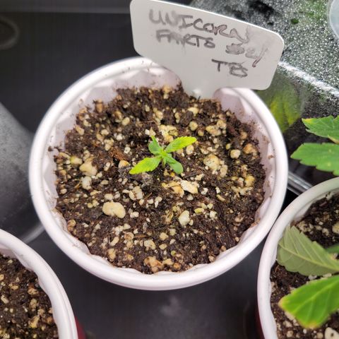 Unicorn Farts 4 '22 DOC growlog timeline photo
