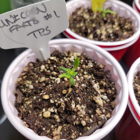 Unicorns Farts 1 '22 DOC growlog timeline photo