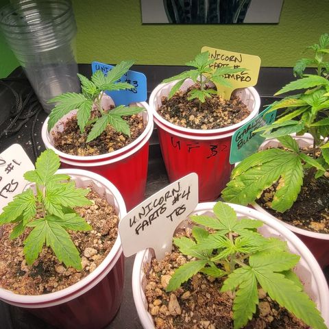 Unicorn Farts 2 '22 DOC growlog timeline photo