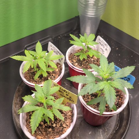 Unicorn Farts 2 '22 DOC growlog timeline photo