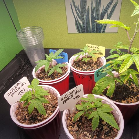 Unicorn Farts 2 '22 DOC growlog timeline photo