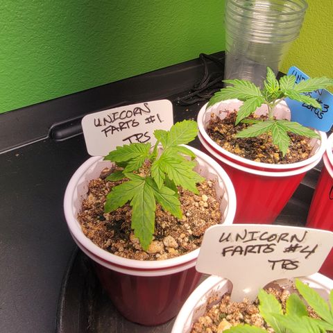 Unicorns Farts 1 '22 DOC growlog timeline photo