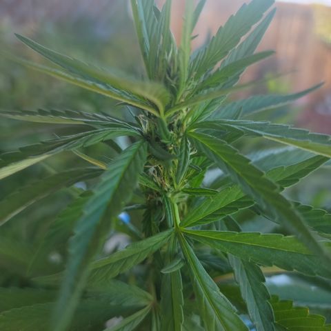 Sour Lemon Dropz 3 '22 DOC growlog timeline photo