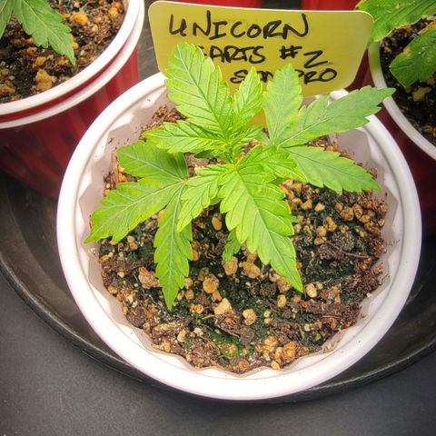 Unicorn Farts 2 '22 DOC growlog timeline photo