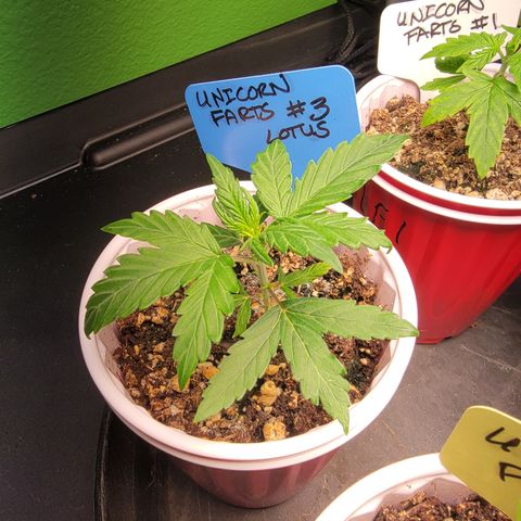 Unicorn Farts 3 '22 DOC growlog timeline photo