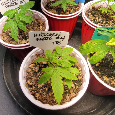 Unicorn Farts 4 '22 DOC growlog timeline photo
