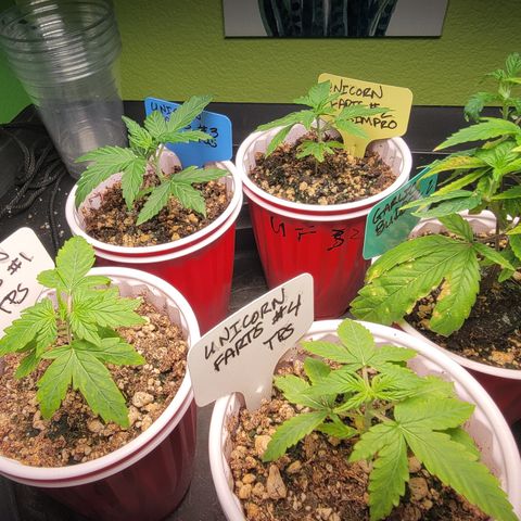 Unicorn Farts 2 '22 DOC growlog timeline photo