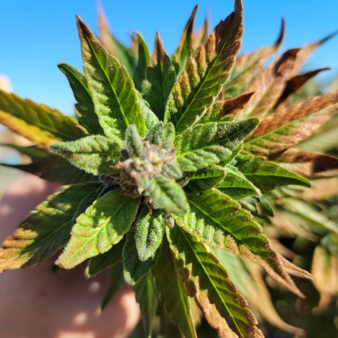 Garlic Budder 1 '22 DOC growlog timeline photo
