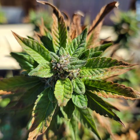Garlic Budder 1 '22 DOC growlog timeline photo