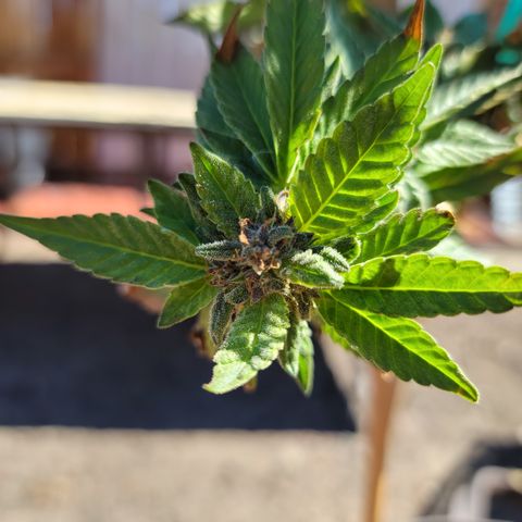Garlic Budder 1 '22 DOC growlog timeline photo