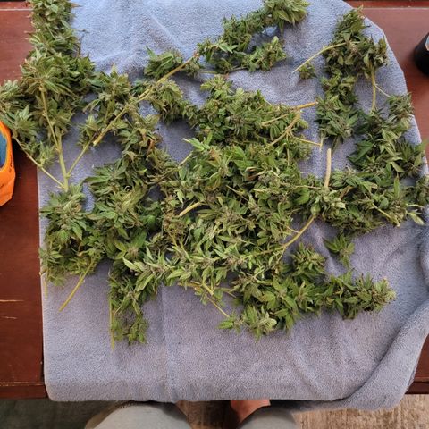 Garlic Budder 1 '22 DOC growlog timeline photo