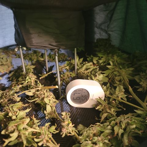 Garlic Budder 1 '22 DOC growlog timeline photo