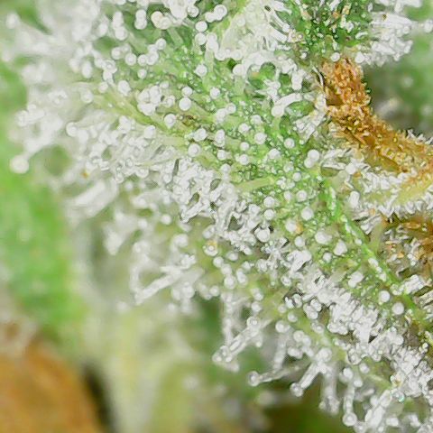 Unicorn Farts 3 '22 DOC growlog timeline photo