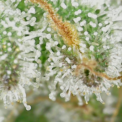 Unicorn Farts 3 '22 DOC growlog timeline photo