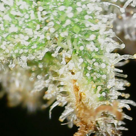 Unicorn Farts 3 '22 DOC growlog timeline photo