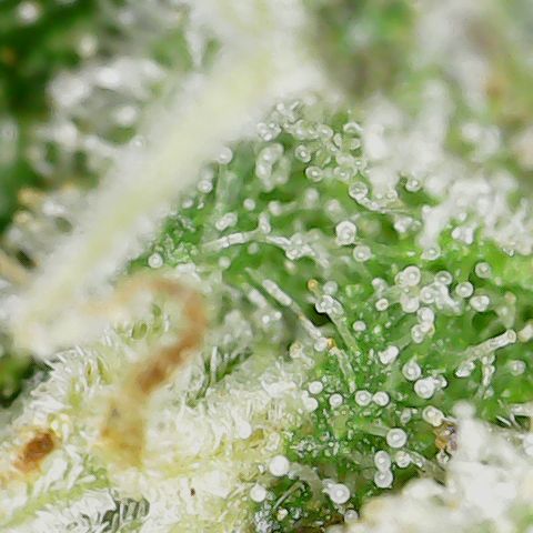 Unicorn Farts 3 '22 DOC growlog timeline photo