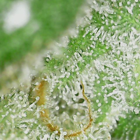 Unicorn Farts 2 '22 DOC growlog timeline photo