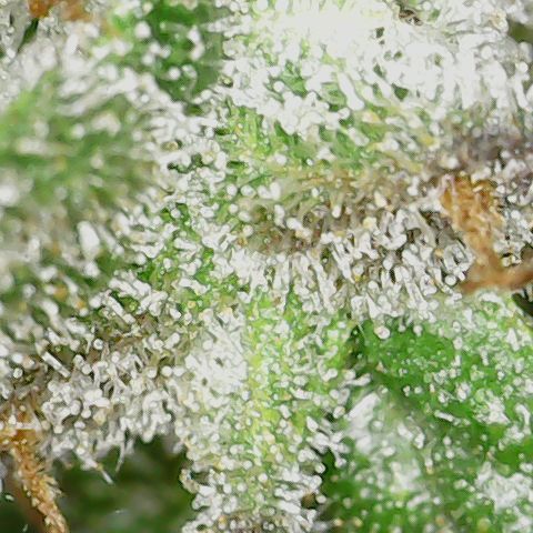 Unicorn Farts 2 '22 DOC growlog timeline photo