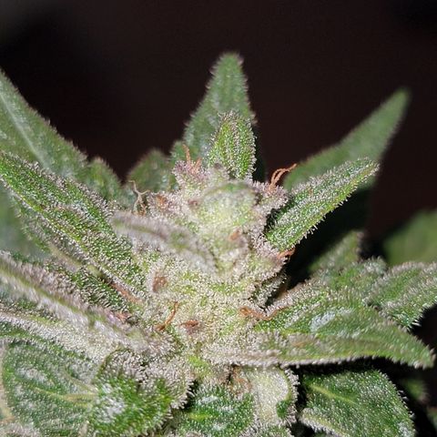 Unicorn Farts 2 '22 DOC growlog timeline photo