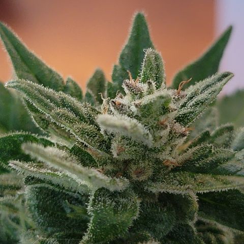 Unicorn Farts 2 '22 DOC growlog timeline photo