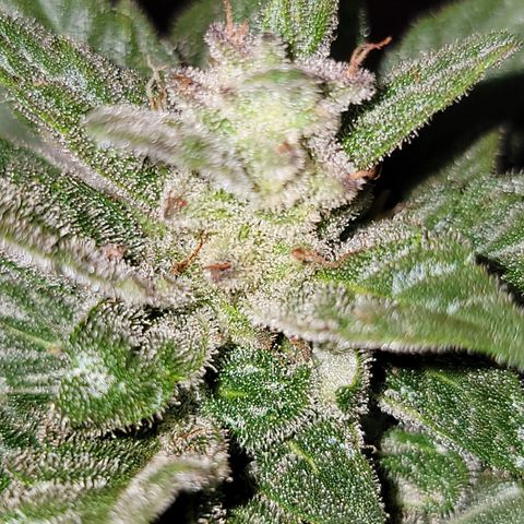 Unicorn Farts 2 '22 DOC growlog timeline photo