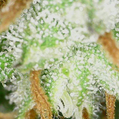 Unicorn Farts 4 '22 DOC growlog timeline photo