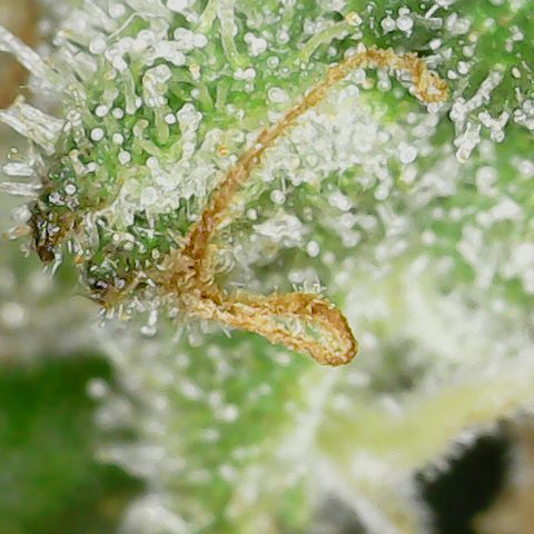 Unicorn Farts 4 '22 DOC growlog timeline photo