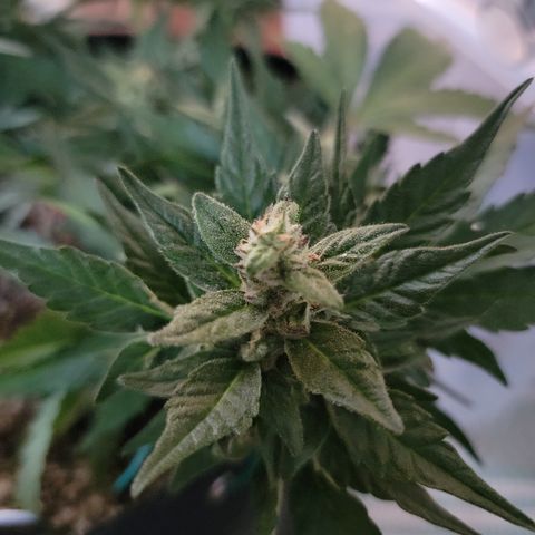 Unicorn Farts 4 '22 DOC growlog timeline photo