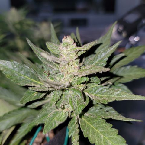 Unicorn Farts 4 '22 DOC growlog timeline photo