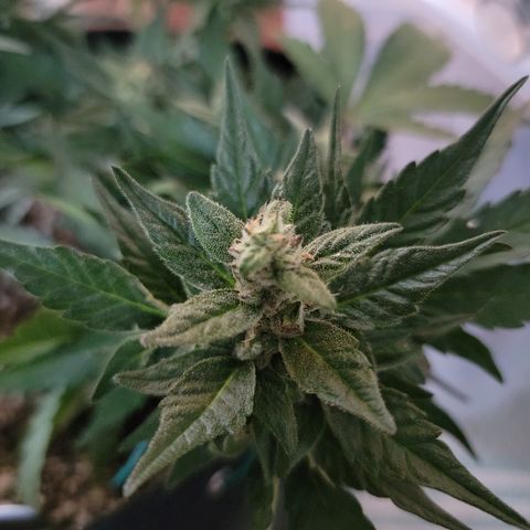 Unicorn Farts 4 '22 DOC growlog timeline photo