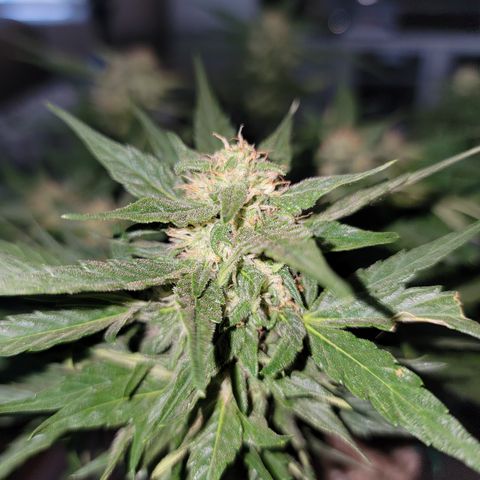 Unicorns Farts 1 '22 DOC growlog timeline photo