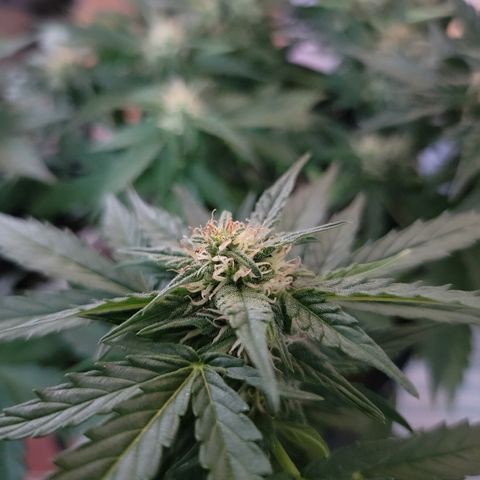 Unicorns Farts 1 '22 DOC growlog timeline photo