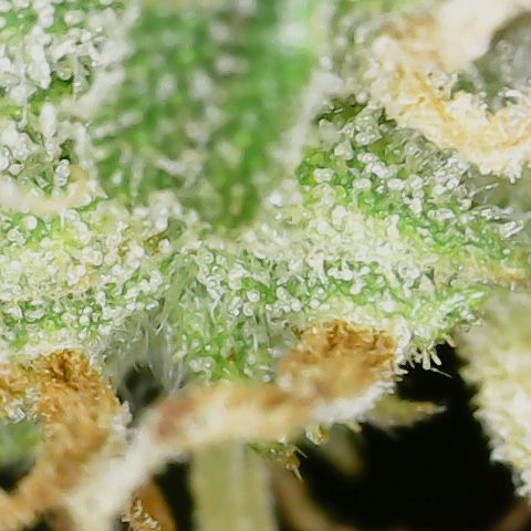 Unicorns Farts 1 '22 DOC growlog timeline photo