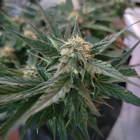 Unicorns Farts 1 '22 DOC growlog timeline photo