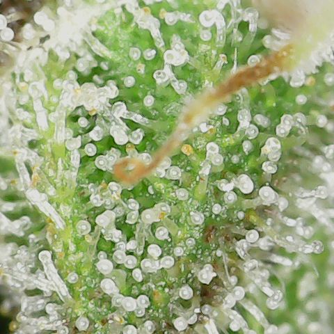 Unicorn Farts 3 '22 DOC growlog timeline photo