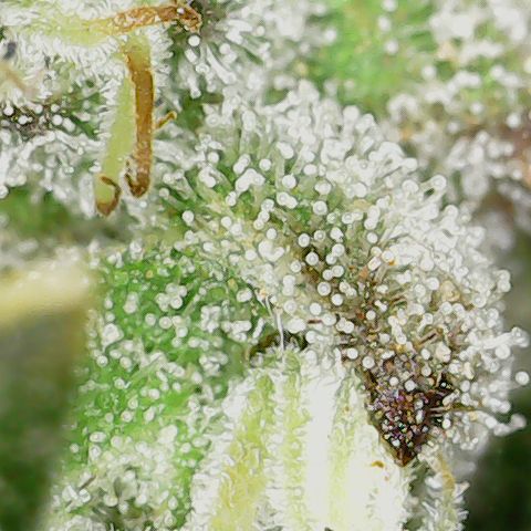 Unicorn Farts 3 '22 DOC growlog timeline photo