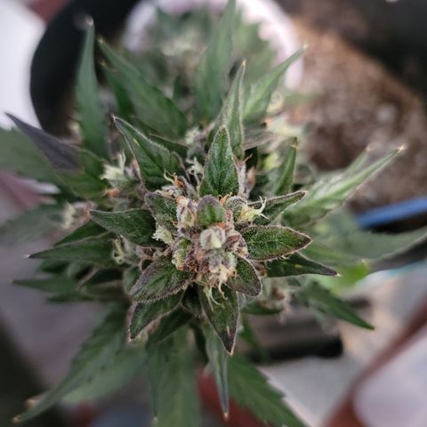 Unicorn Farts 3 '22 DOC growlog timeline photo
