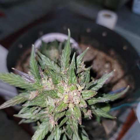 Unicorn Farts 3 '22 DOC growlog timeline photo