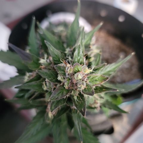 Unicorn Farts 3 '22 DOC growlog timeline photo