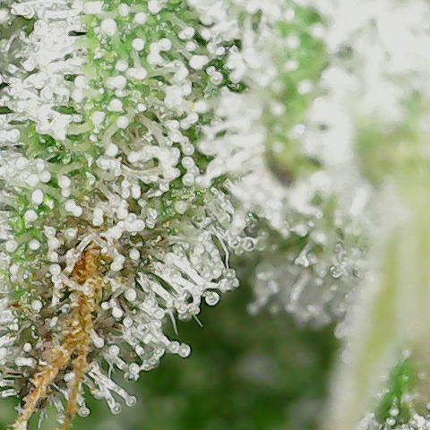 Unicorn Farts 2 '22 DOC growlog timeline photo