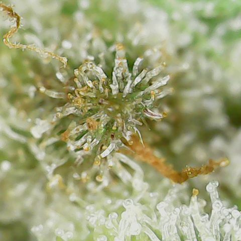 Unicorn Farts 2 '22 DOC growlog timeline photo