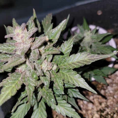 Unicorn Farts 2 '22 DOC growlog timeline photo