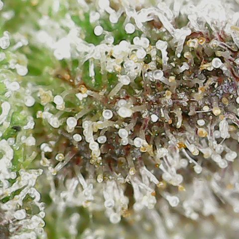 Unicorn Farts 2 '22 DOC growlog timeline photo