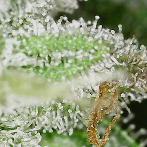 Unicorn Farts 2 '22 DOC growlog timeline photo