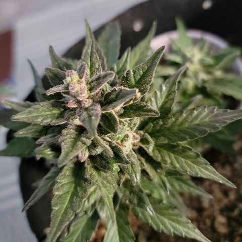 Unicorn Farts 2 '22 DOC growlog timeline photo