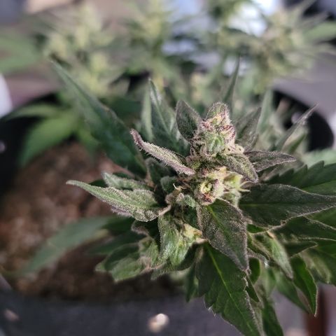 Unicorn Farts 4 '22 DOC growlog timeline photo