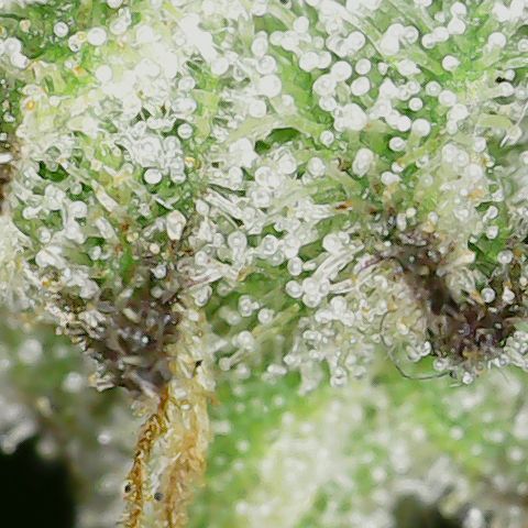 Unicorn Farts 4 '22 DOC growlog timeline photo