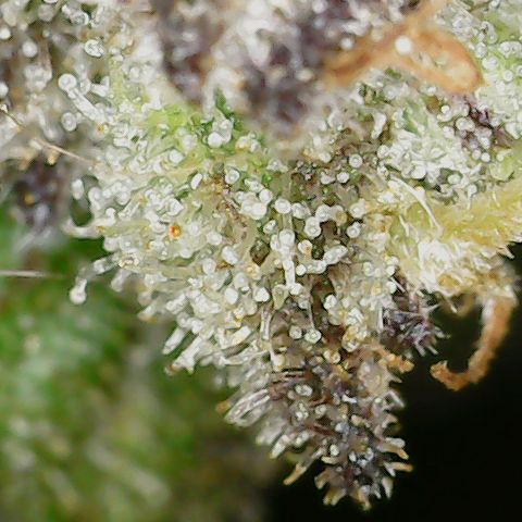 Unicorn Farts 4 '22 DOC growlog timeline photo